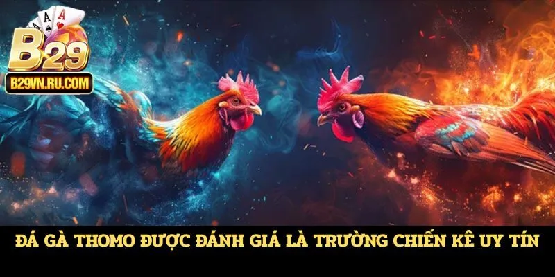 Đá gà Thomo được đánh giá là trường chiến kê uy tín