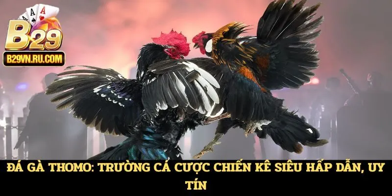 Đá gà Thomo